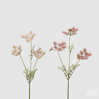 due rami di daucus carota colore rosa altezza 50 cm