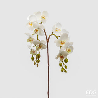 orchidea phalaenopsis ramo da 62 cm variante bianca.