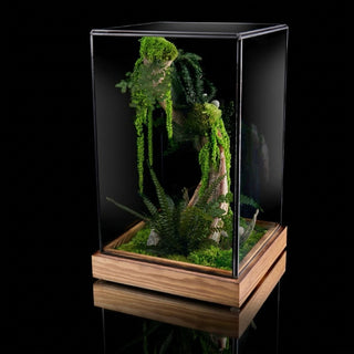teca terrario verticale con liana verde natural 