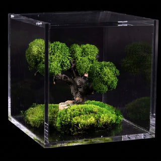 teca terrario plex con bonsai lichene
