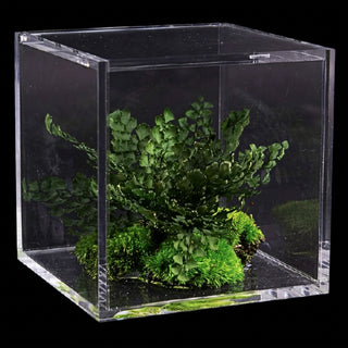 teca trasparente cubica  con mini felce