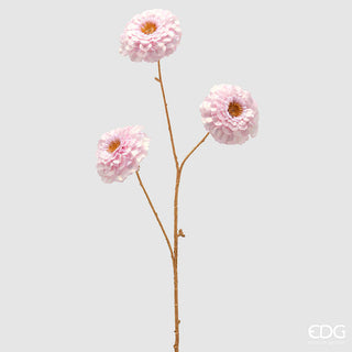 zinnia variante lilla gambo dorato 